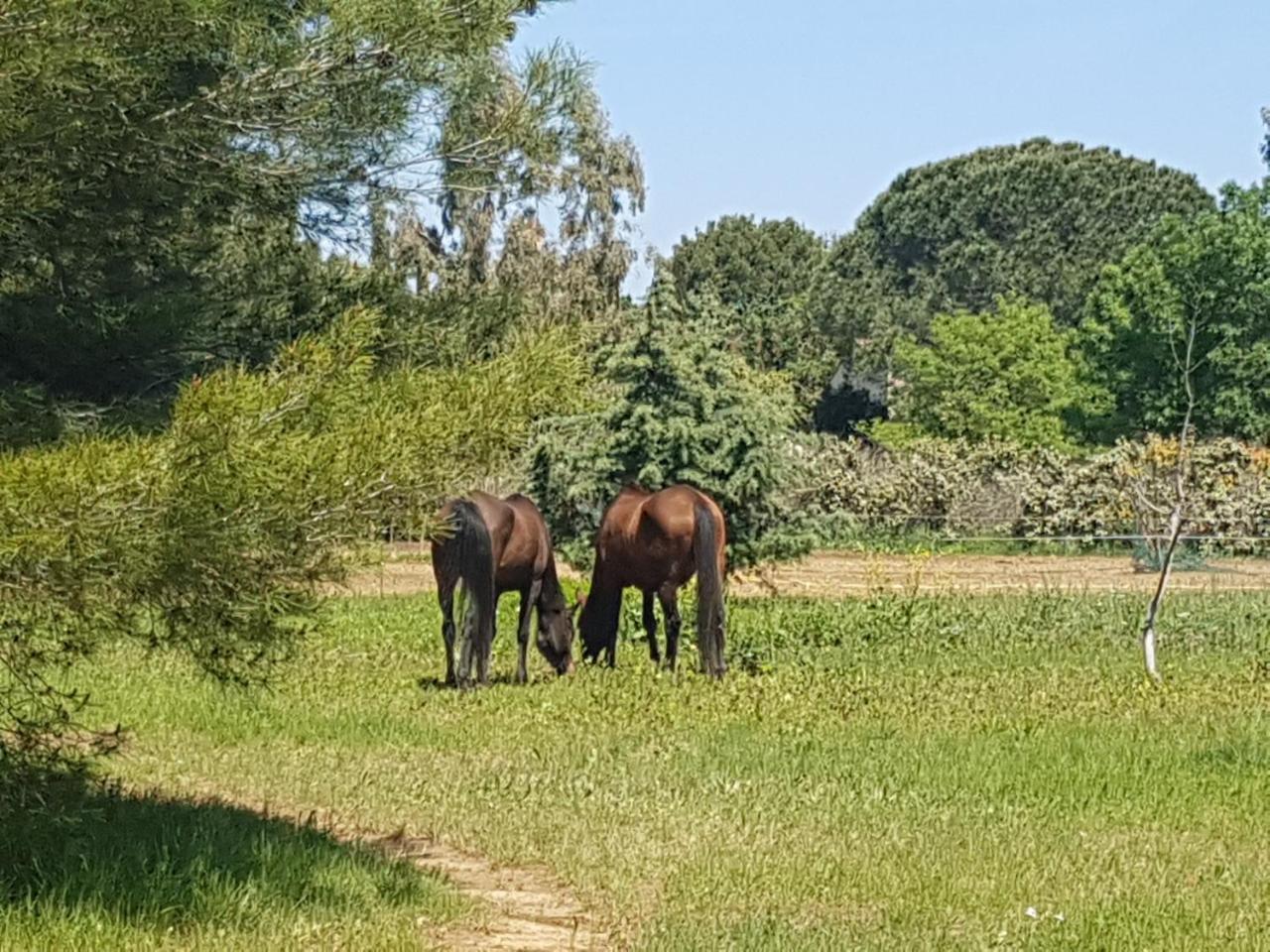 Analaya Parque de Campismo
